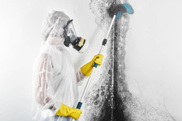 Best Basement Mold Removal  in Gloverville, SC