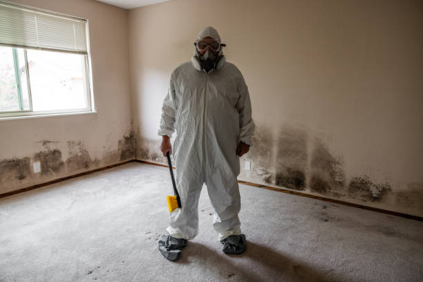 Environmental Consulting for Mold Prevention in Gloverville, SC